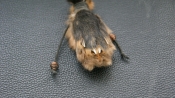 Лапа лисицы (9 см.)