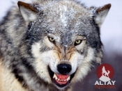 Амулет Клык волка навершие из Серебра с окантовкой